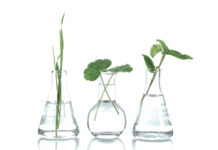 LANXESS Flavors & Fragrances: Sustainable alternative for every product by the end of 2023