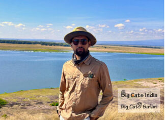 From Himalayas to Savannah: My Journey Across the World’s Big Cat Kingdoms