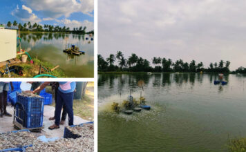 Restoring Water Bodies Sustainably with Prasinos Nanobubble Technology