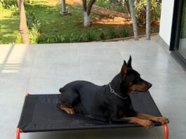 What 11,000+ Pet Parents Have Taught CanineJoy Gears About Building Better Products
