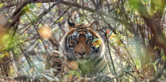 Beyond Ranthambore: Madhya Pradesh’s Quiet Wildlife Tourism Boom